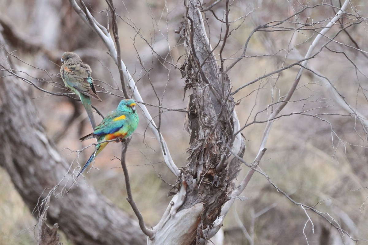 Mulga Parrot - ML645704087