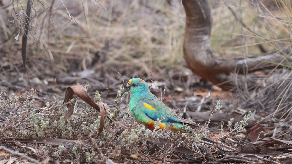 Mulga Parrot - ML645704088
