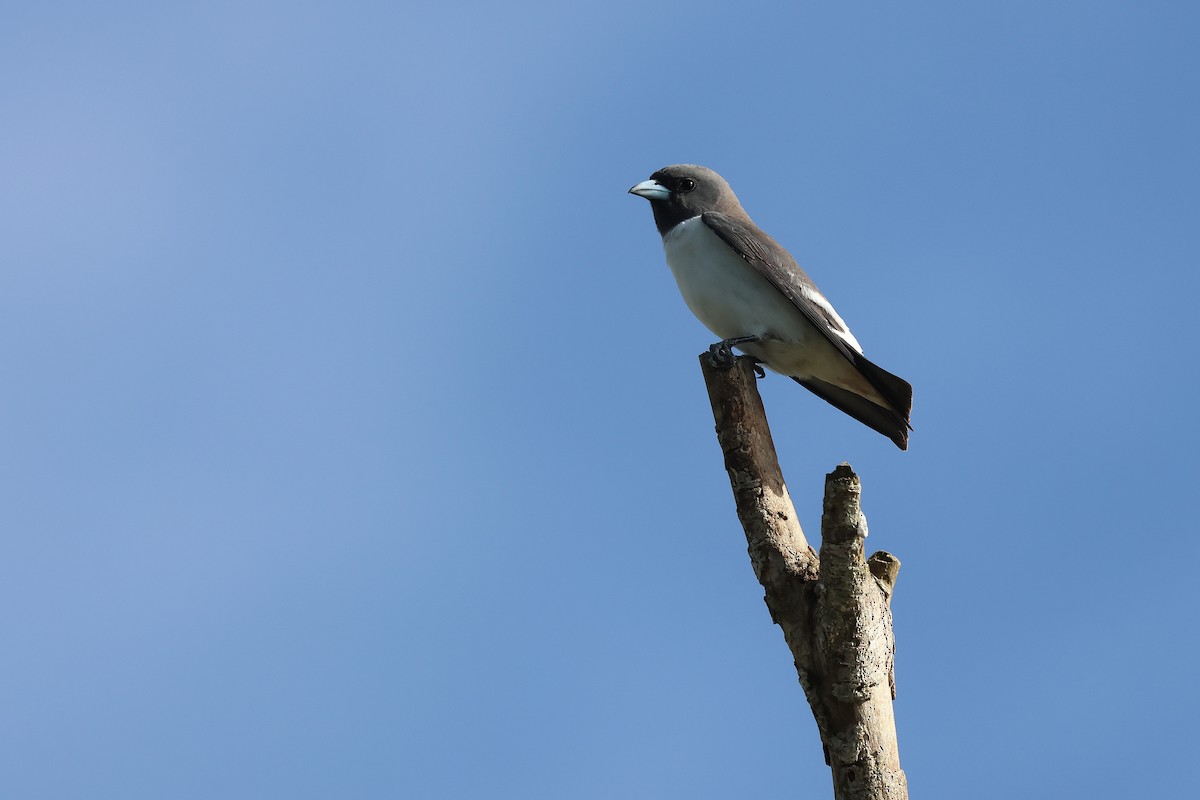 White-breasted Woodswallow - ML645704100