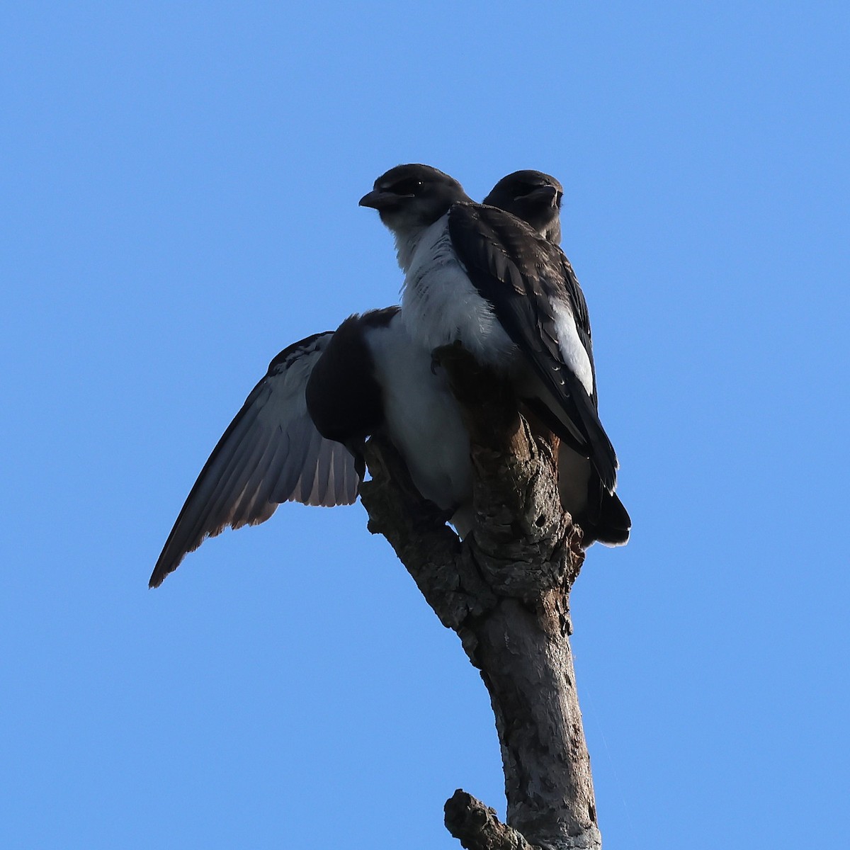 White-breasted Woodswallow - ML645704101