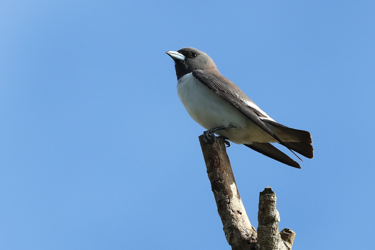 White-breasted Woodswallow - ML645704102
