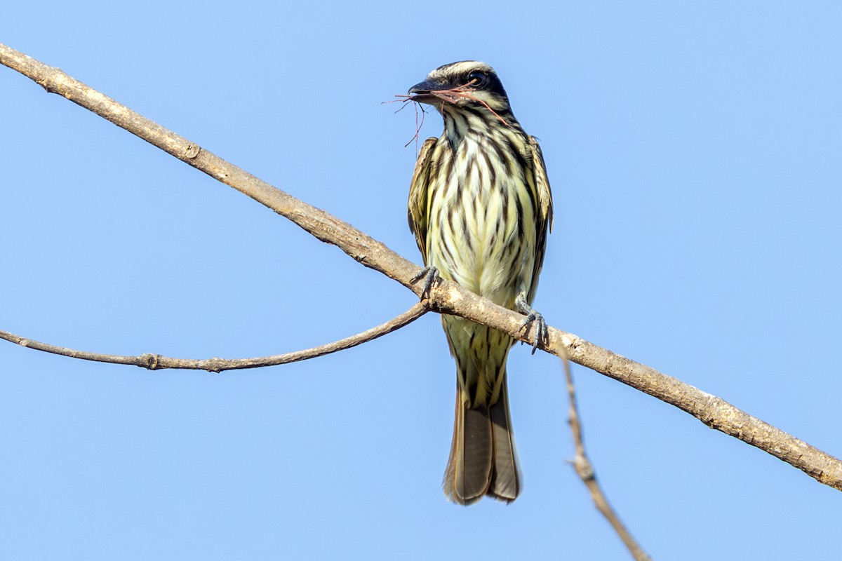 Streaked Flycatcher - ML645704114