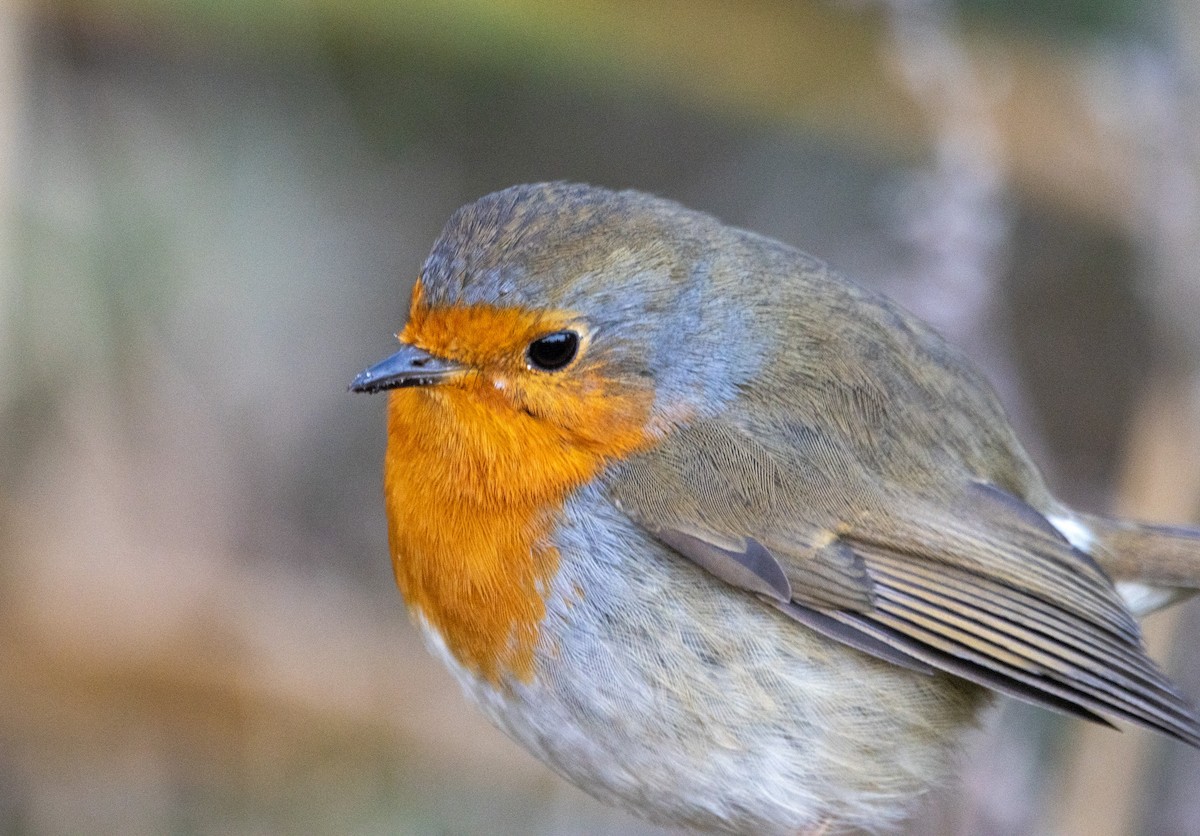European Robin - ML645704126