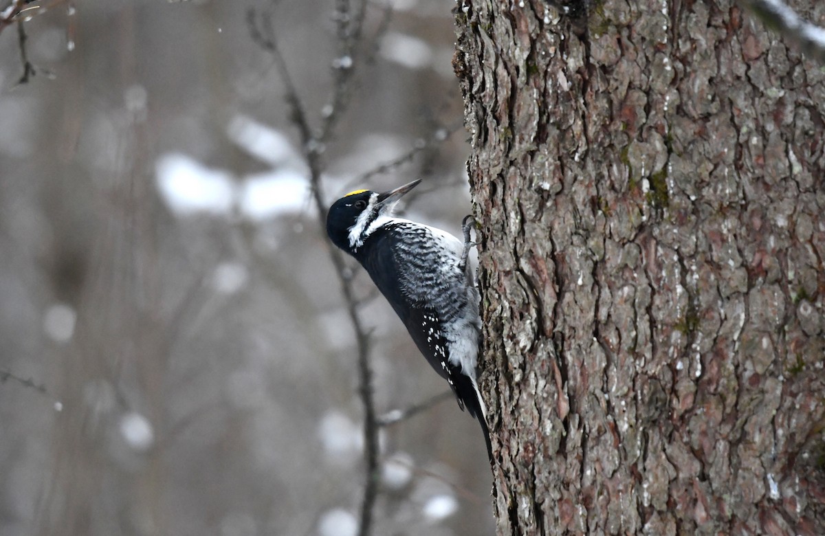 Black-backed Woodpecker - ML645704139