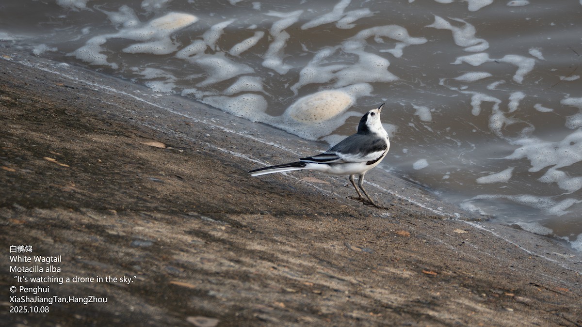 White Wagtail - ML645704146