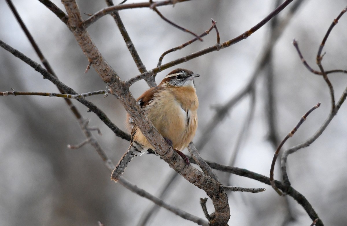 Carolina Wren - ML645704151