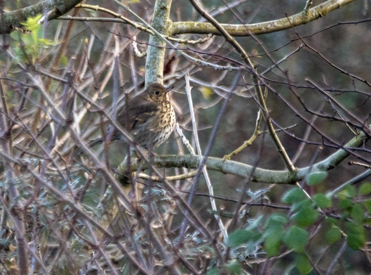 Song Thrush - ML645704152