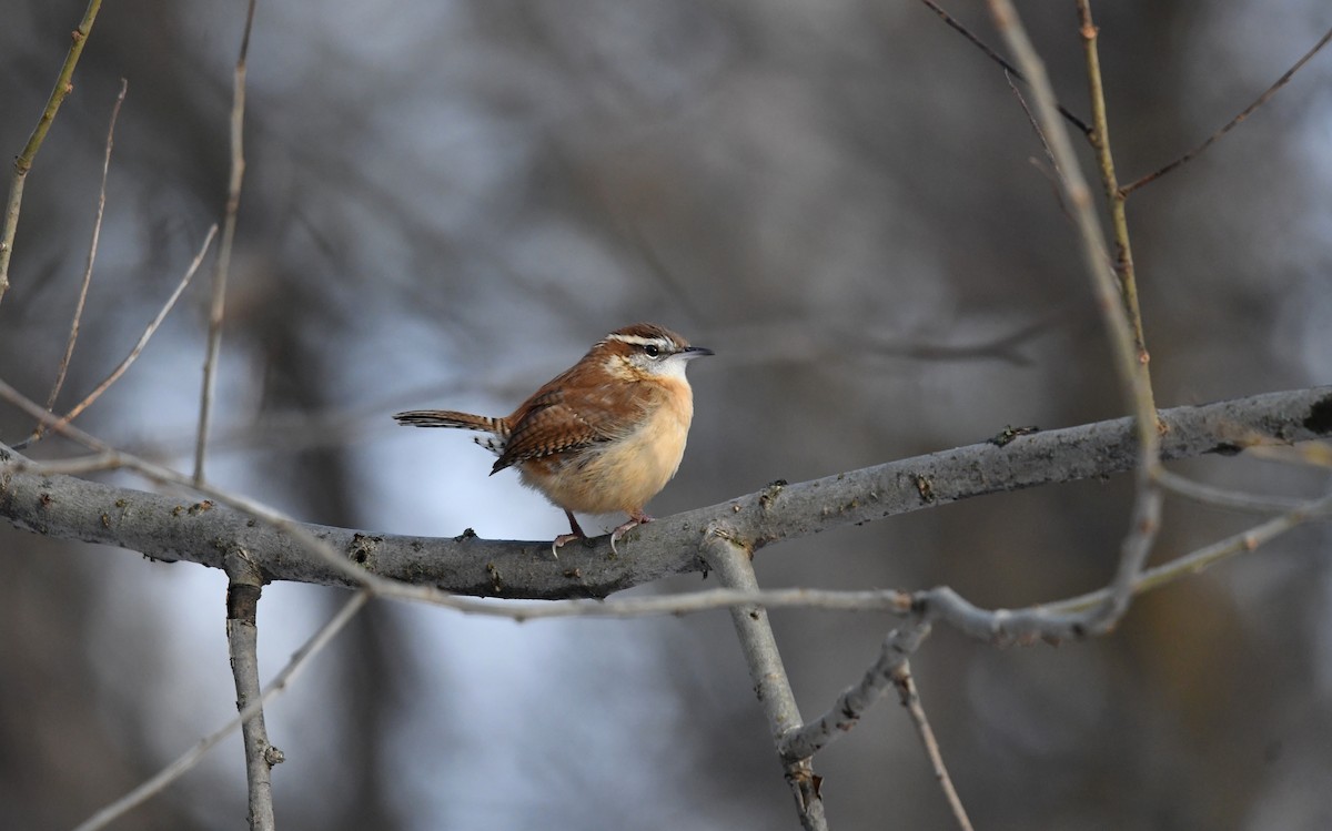 Carolina Wren - ML645704157