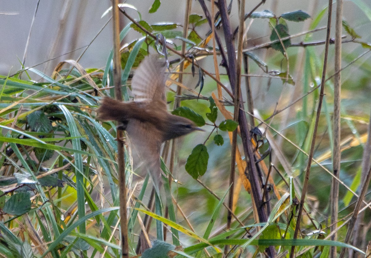 Eurasian Wren - ML645704159