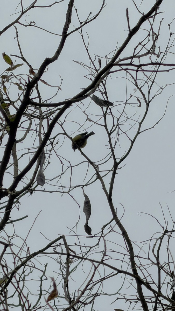 Bergkohlmeise - ML645704167