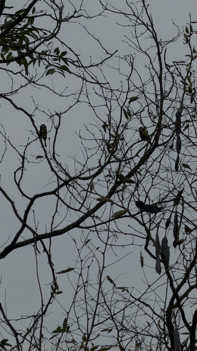 Bergkohlmeise - ML645704168