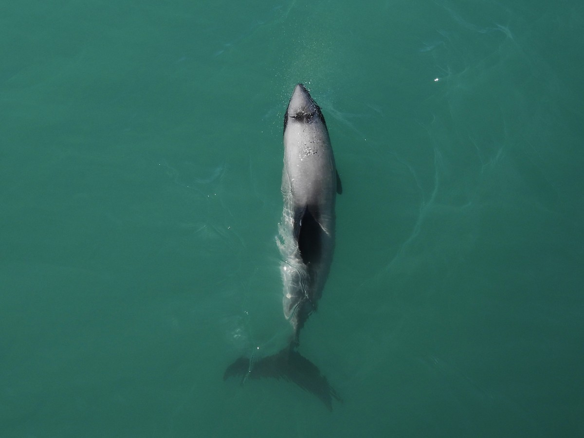 哺乳類 - ML645704170