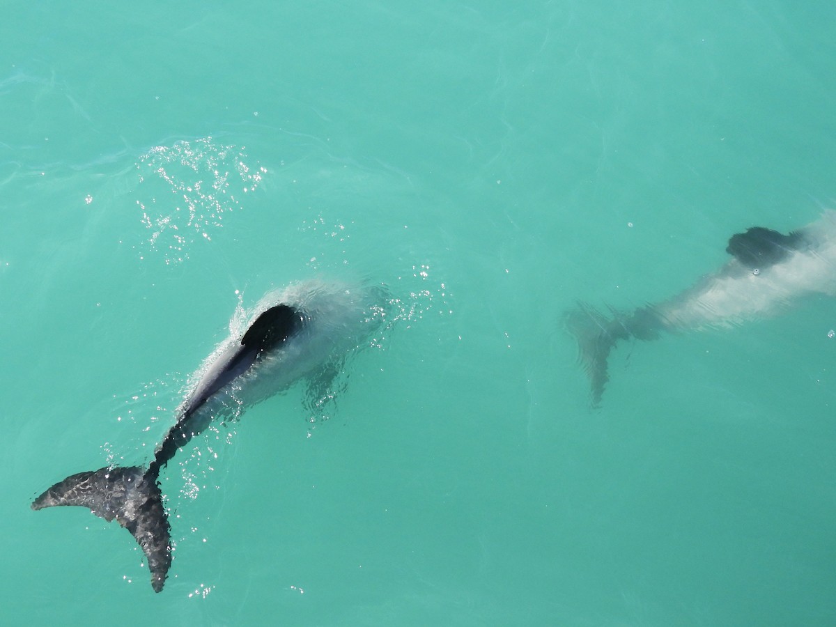 哺乳類 - ML645704171