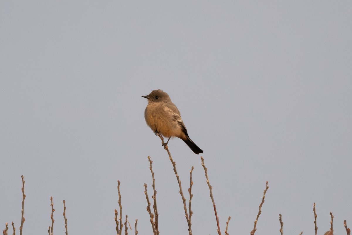 Say's Phoebe - ML645704172