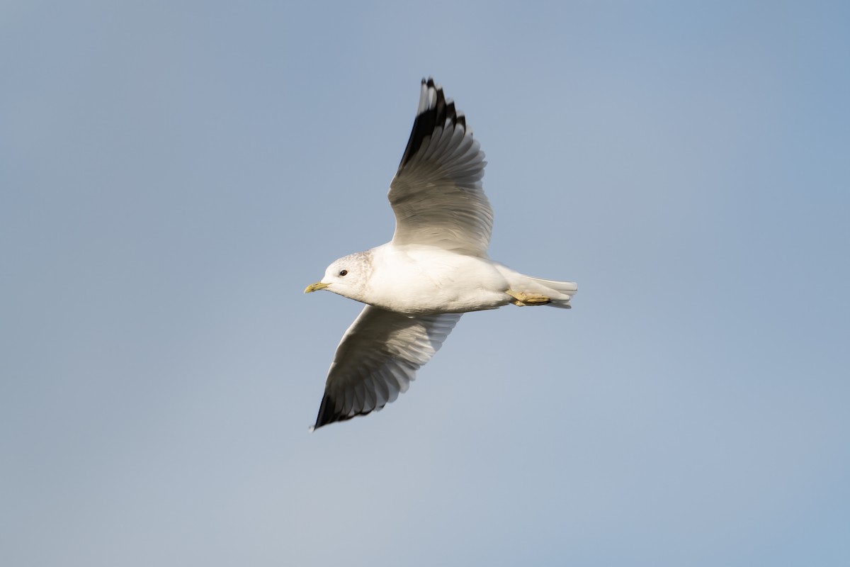 Common Gull (European) - ML645704180