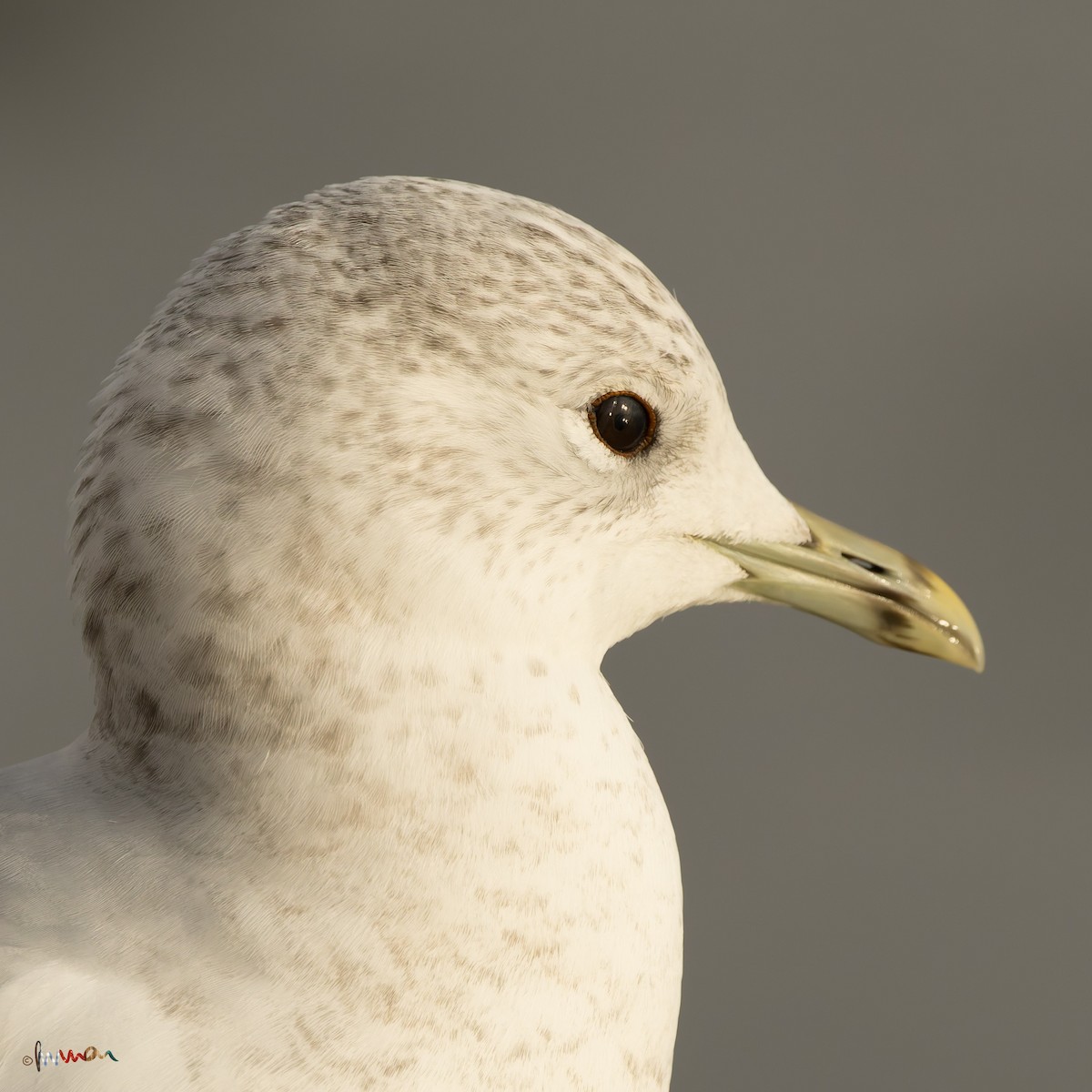 Common Gull (European) - ML645704181