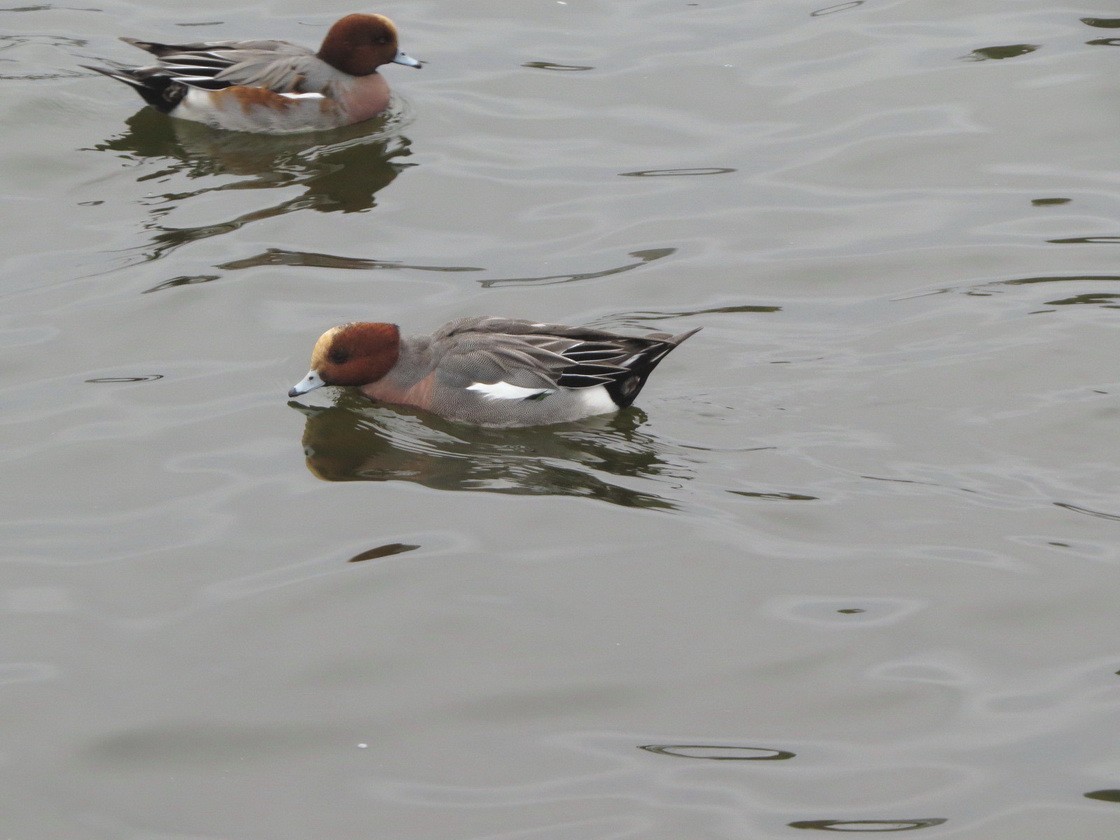 赤頸鴨 - ML645704182
