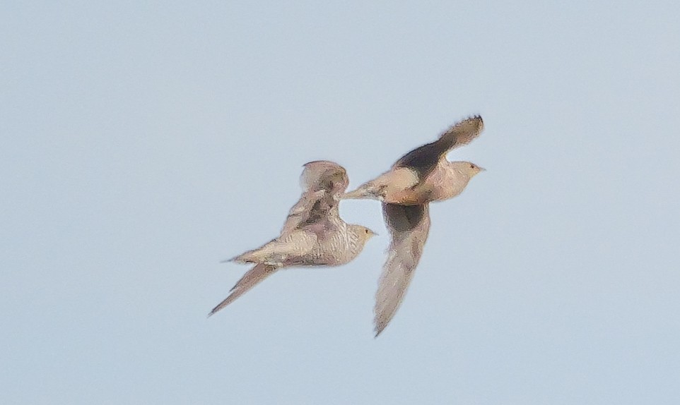 Namaqua Sandgrouse - ML645704185