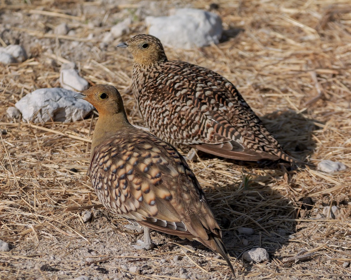 Namaqua Sandgrouse - ML645704187