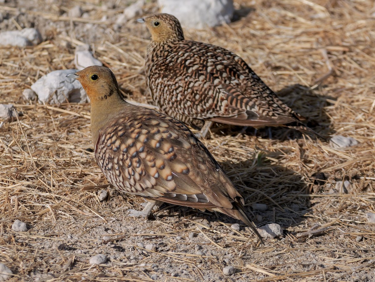 Namaqua Sandgrouse - ML645704188