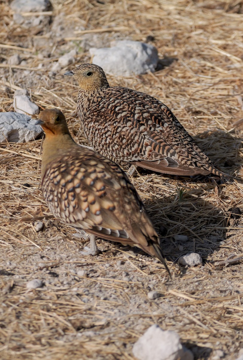 Namaqua Sandgrouse - ML645704189
