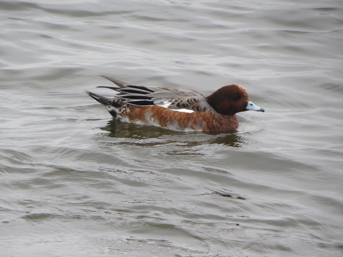Eurasian Wigeon - ML645704190