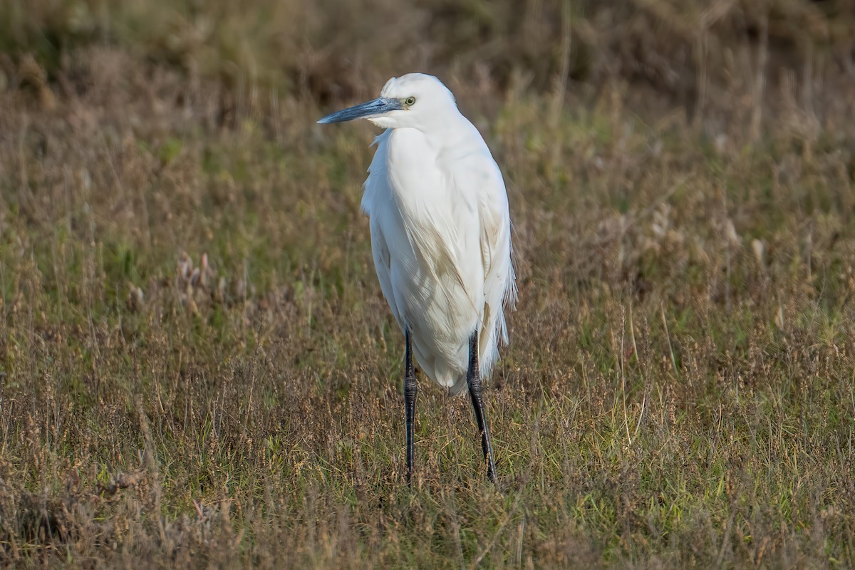 Little Egret - ML645704191