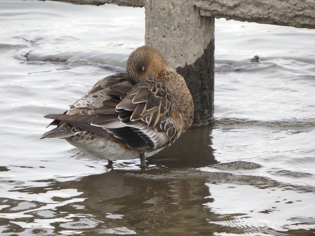 Eurasian Wigeon - ML645704194