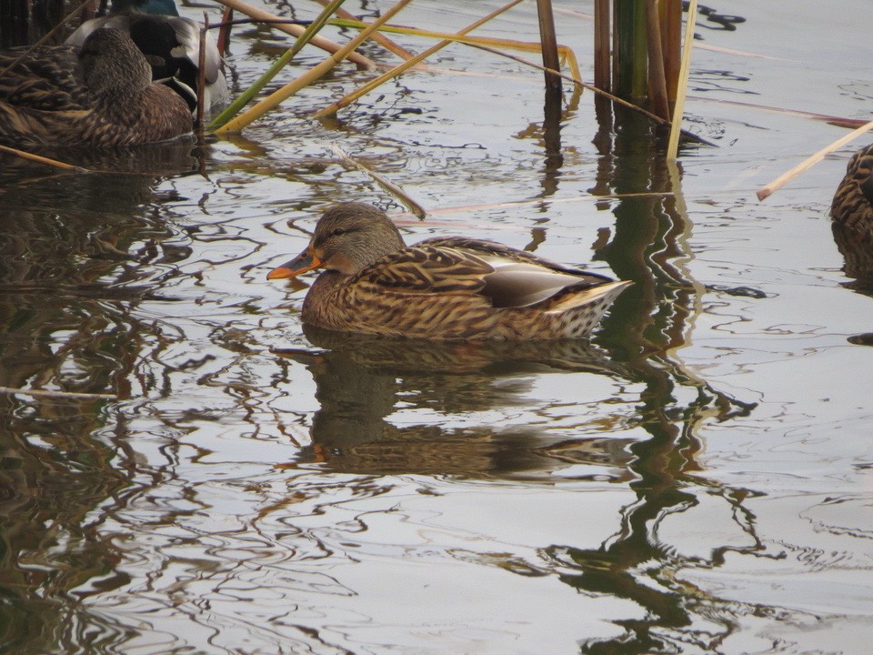 Mallard - ML645704195