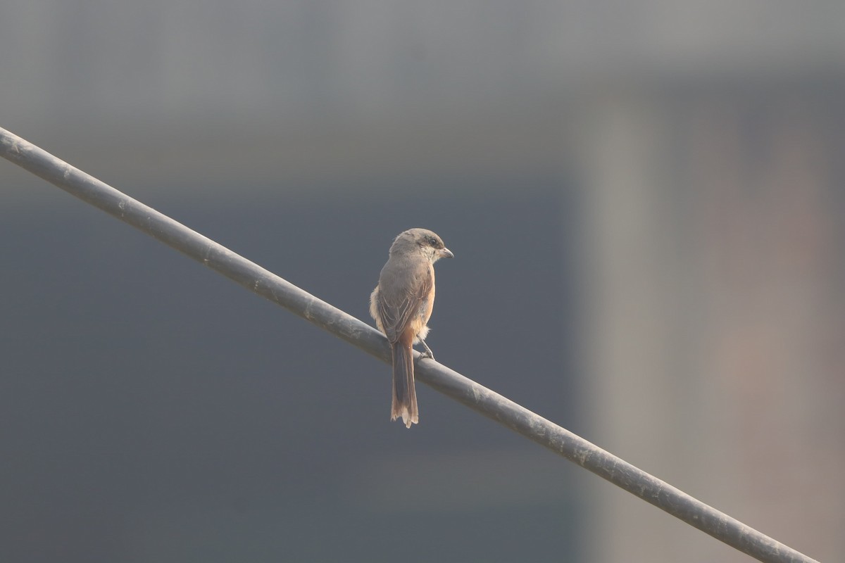 Brown Shrike (Philippine) - ML645704197