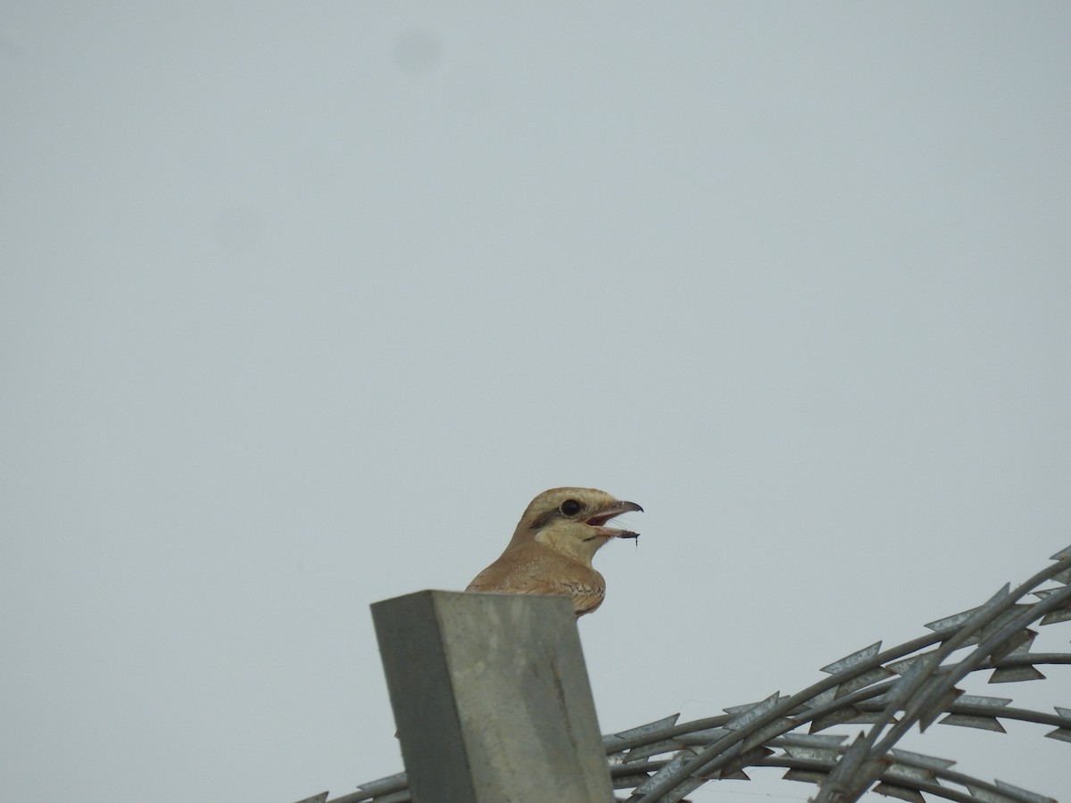 Brown Shrike - ML645704199