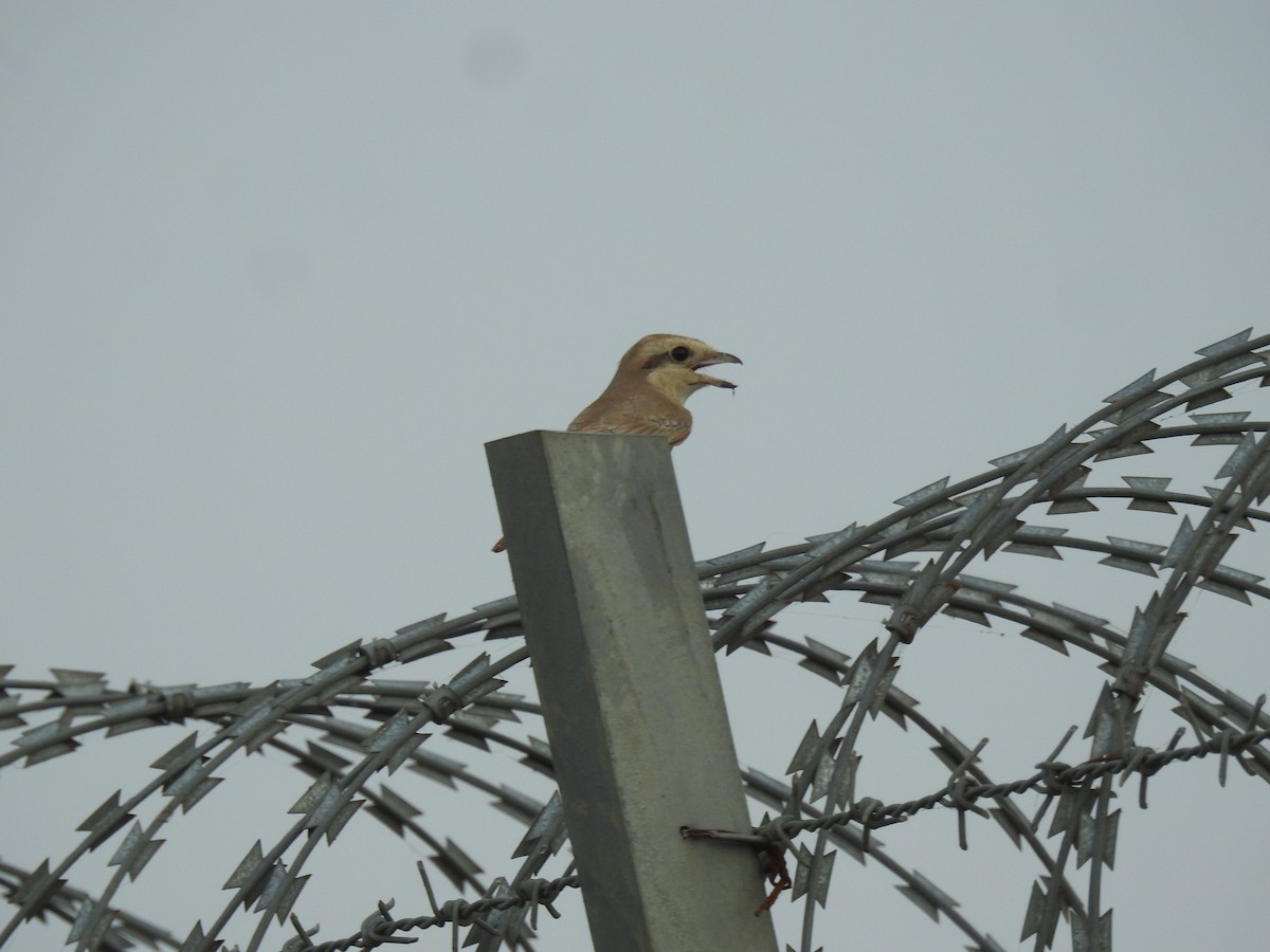 Brown Shrike - ML645704200