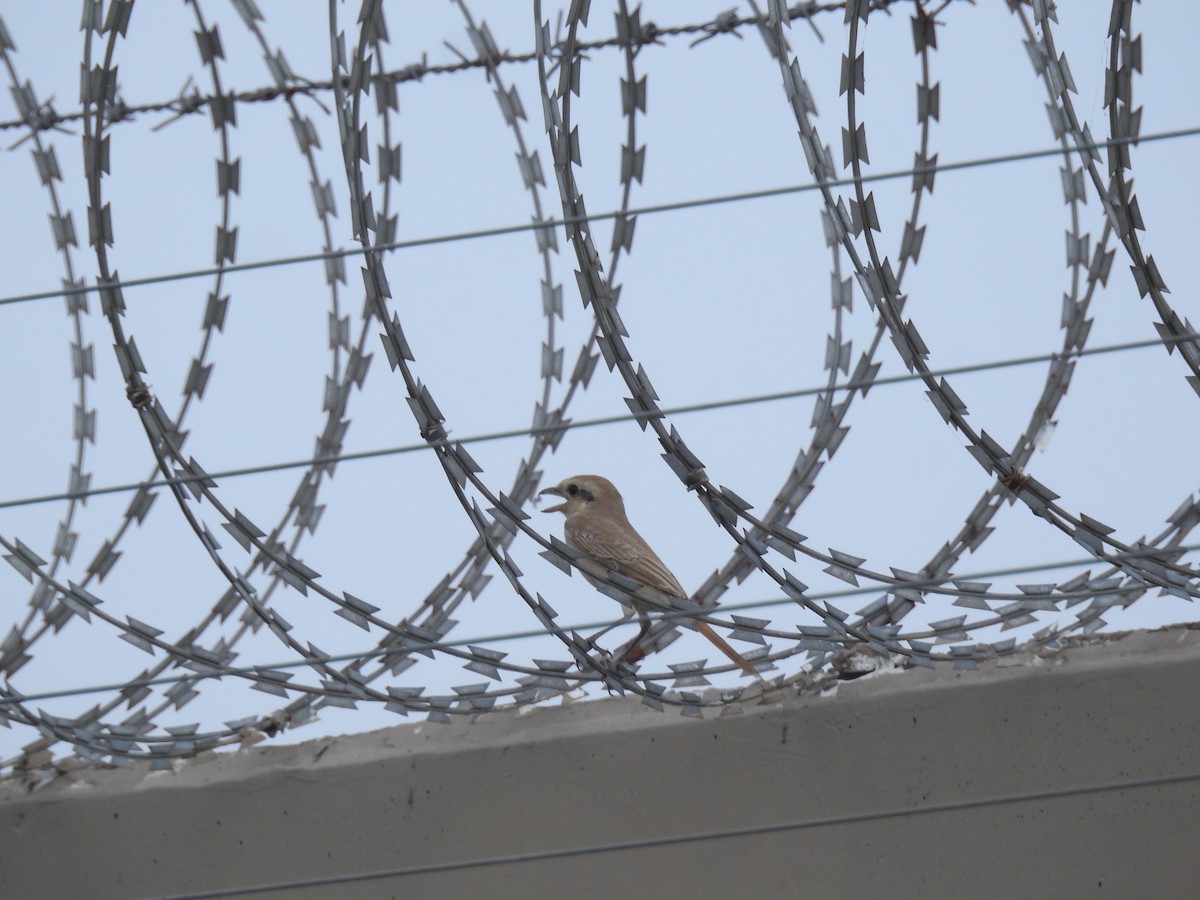 Brown Shrike - ML645704201