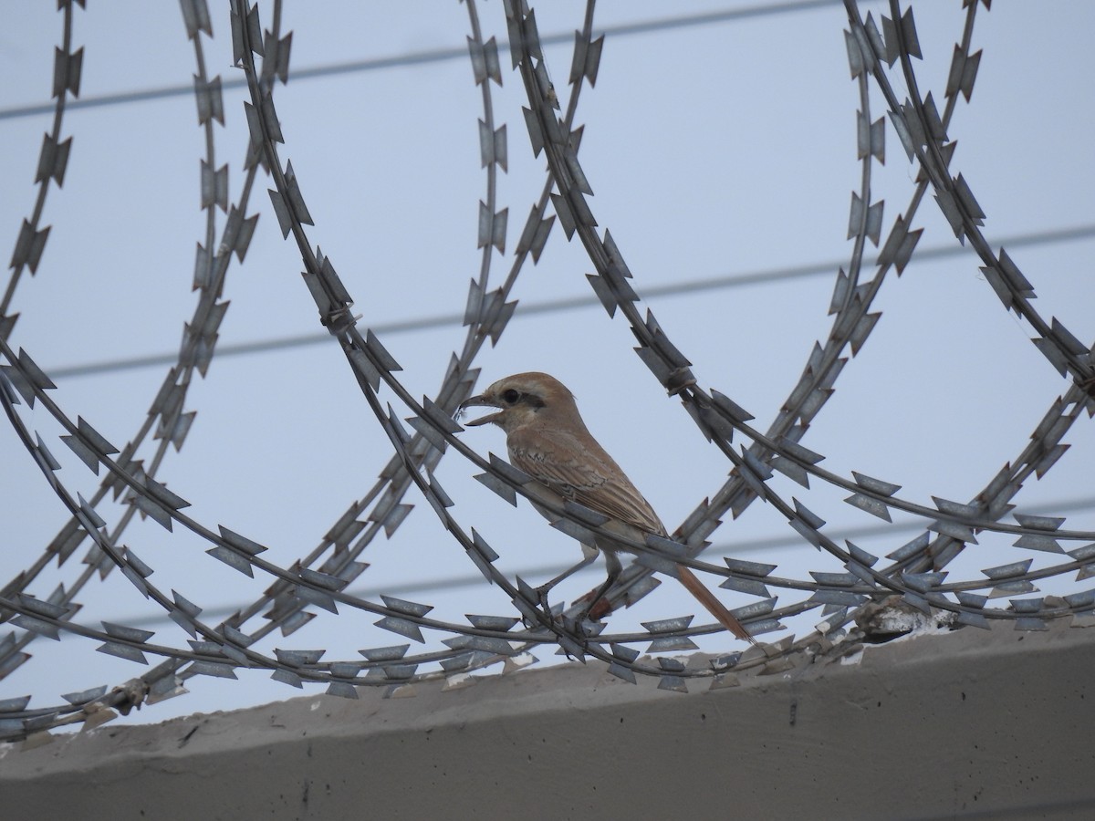 Brown Shrike - ML645704202