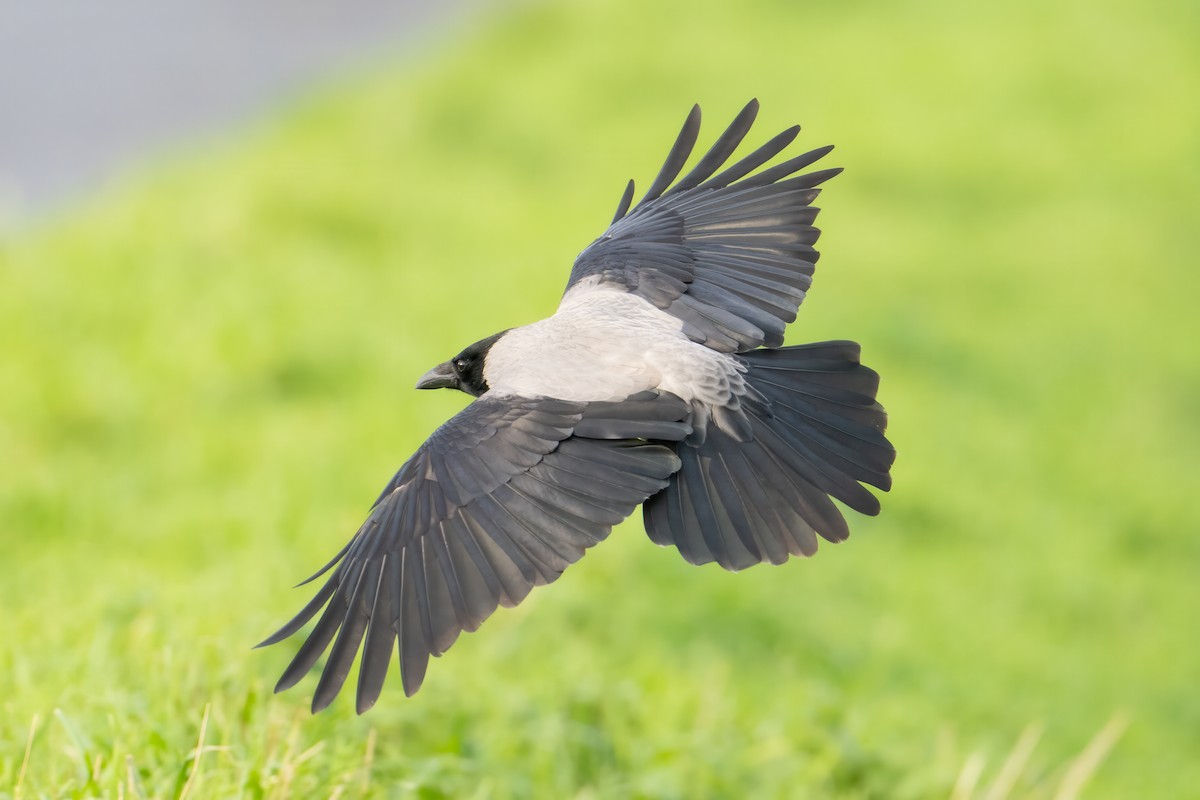 Hooded Crow - ML645704203