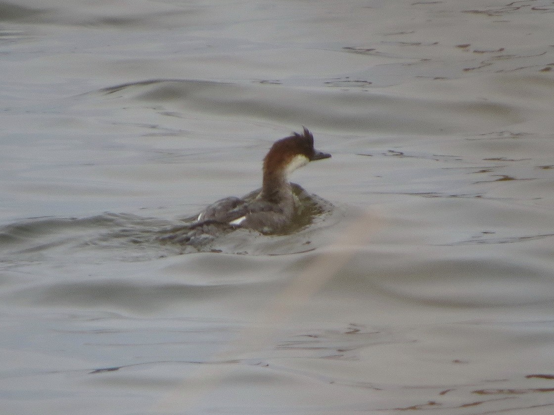 Smew - ML645704204
