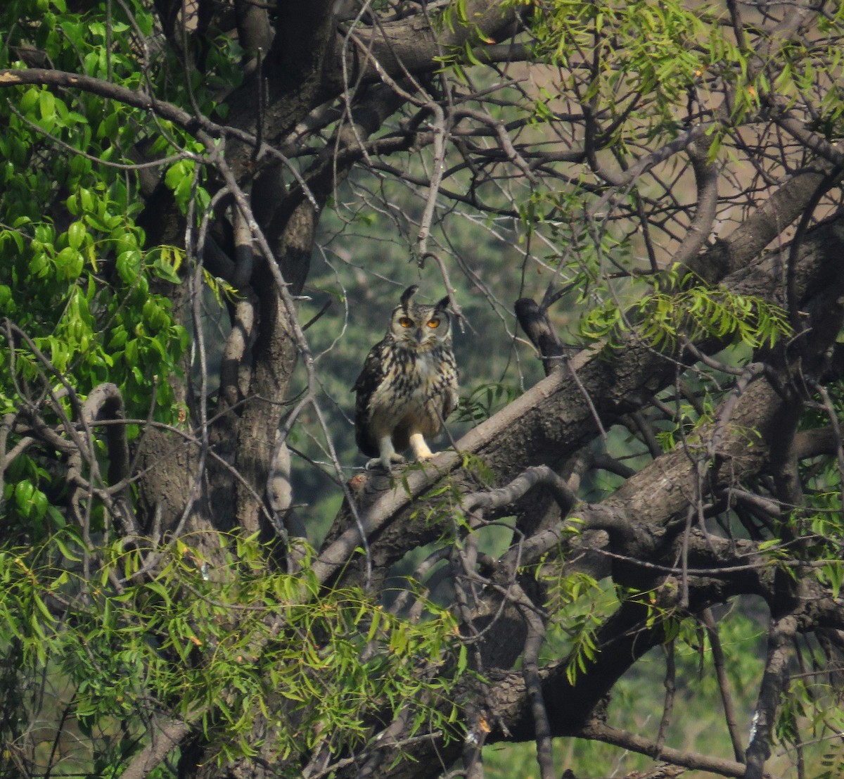 Rock Eagle-Owl - ML645704206