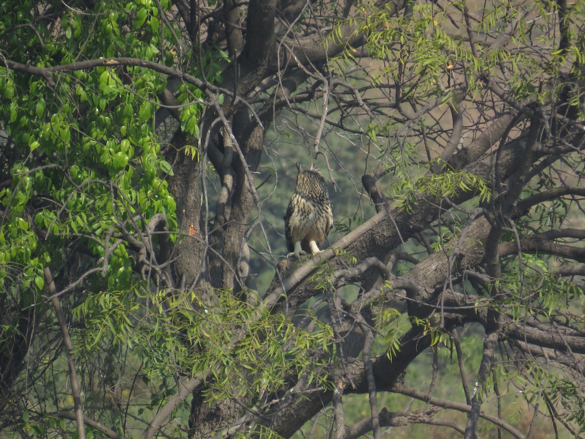 Rock Eagle-Owl - ML645704207
