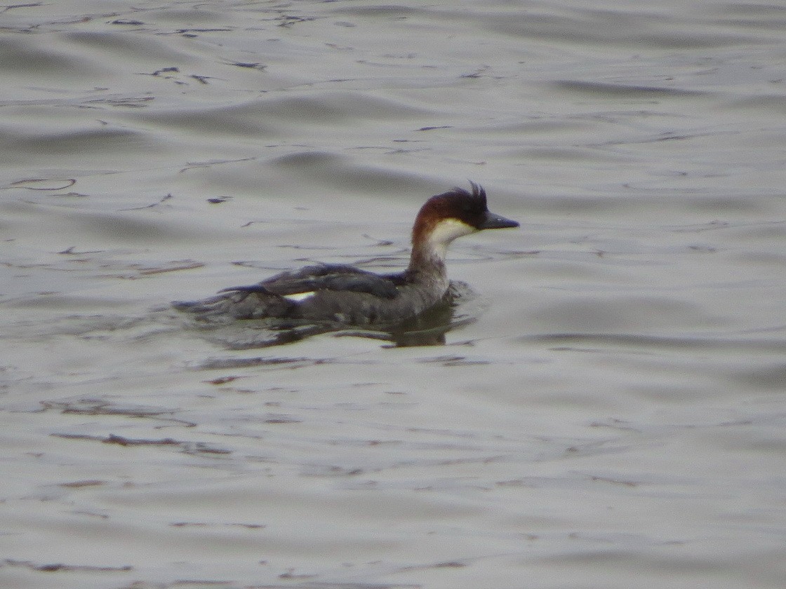 Smew - ML645704208