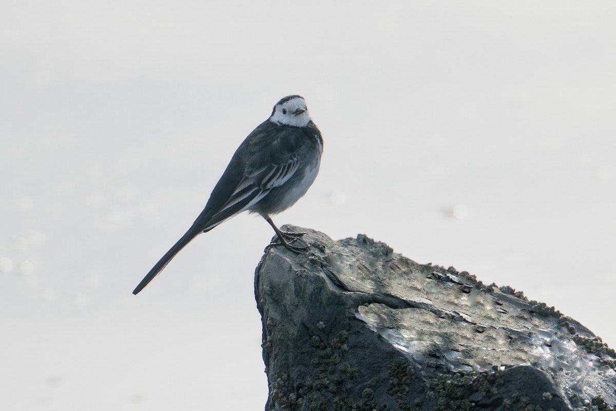 White Wagtail - ML645704209