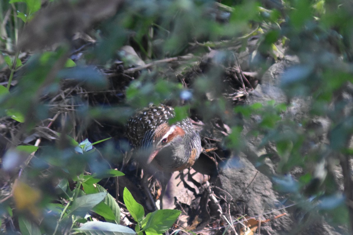 Buff-banded Rail - ML645704210
