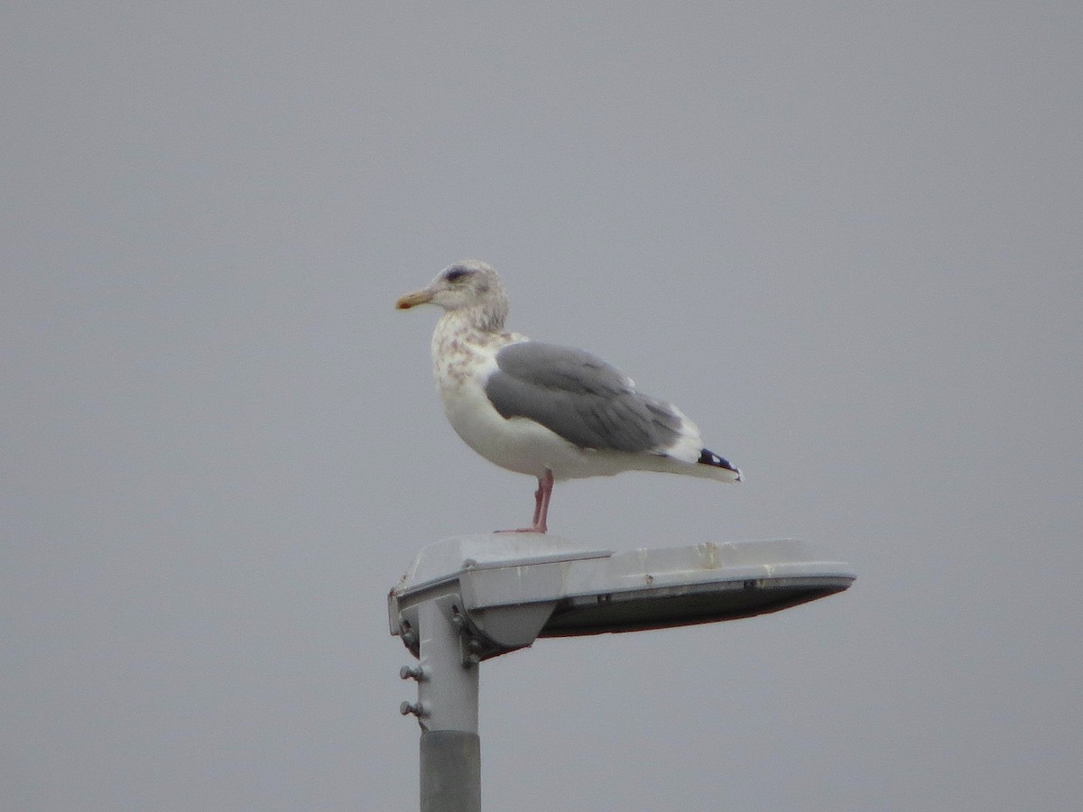 Vega Gull - ML645704211