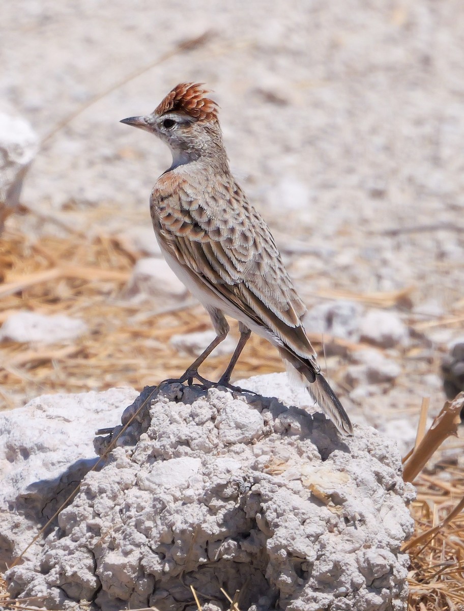 Red-capped Lark - ML645704212