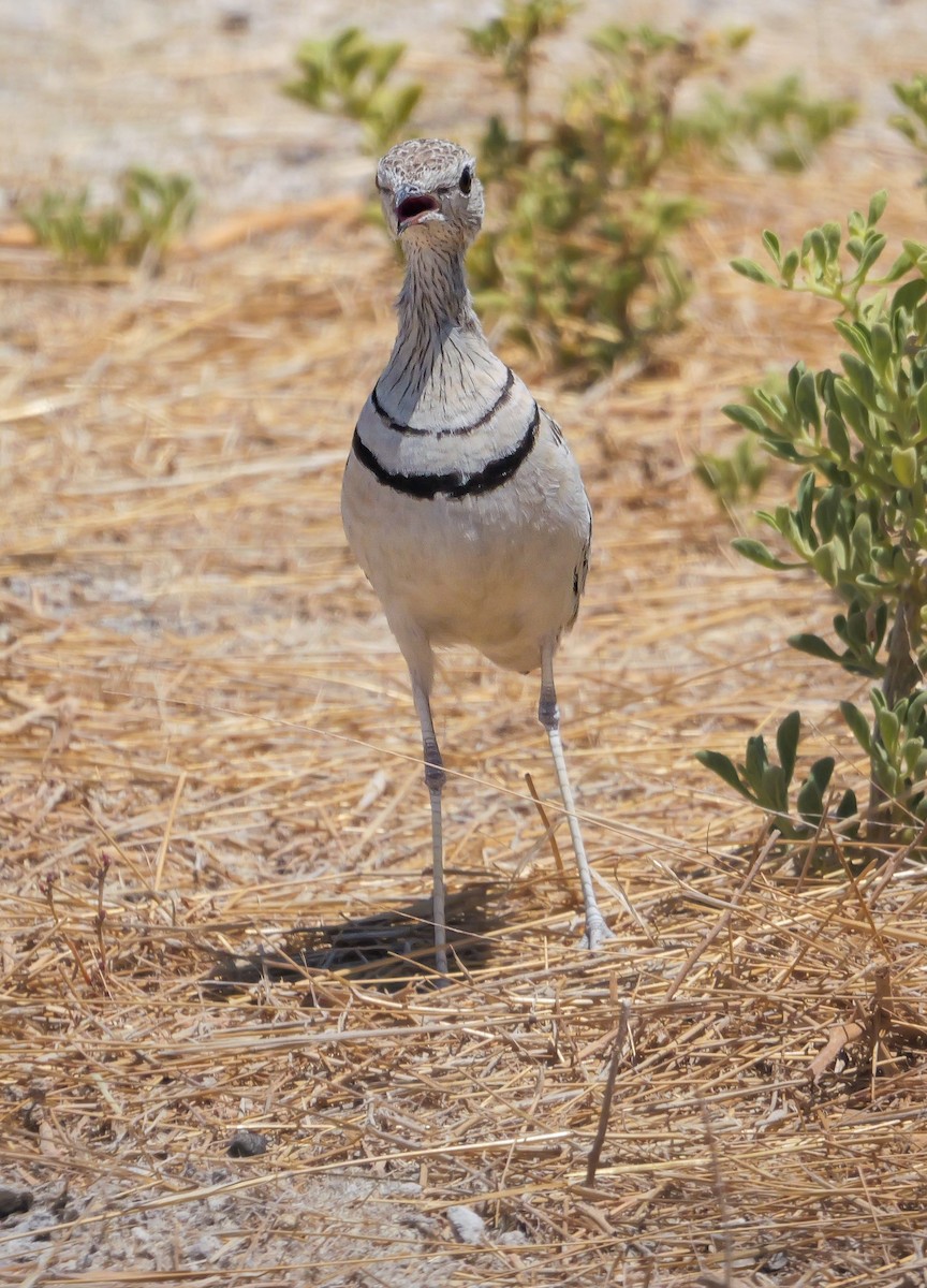 Double-banded Courser - ML645704213