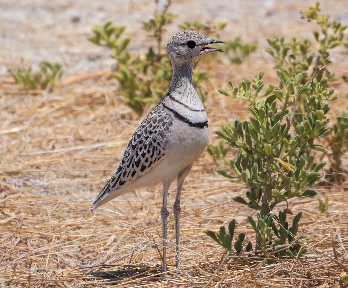 Double-banded Courser - ML645704214