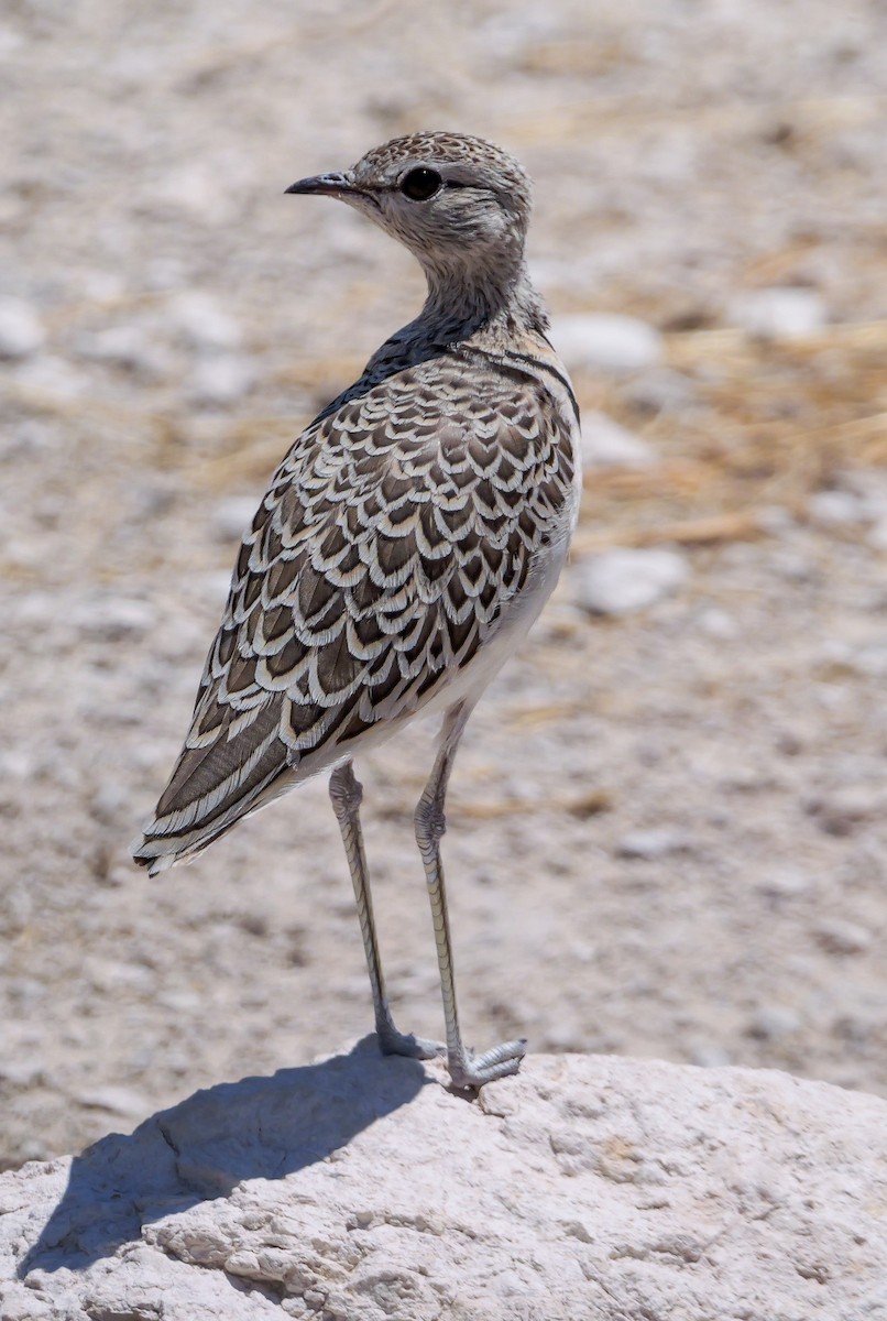 Double-banded Courser - ML645704215
