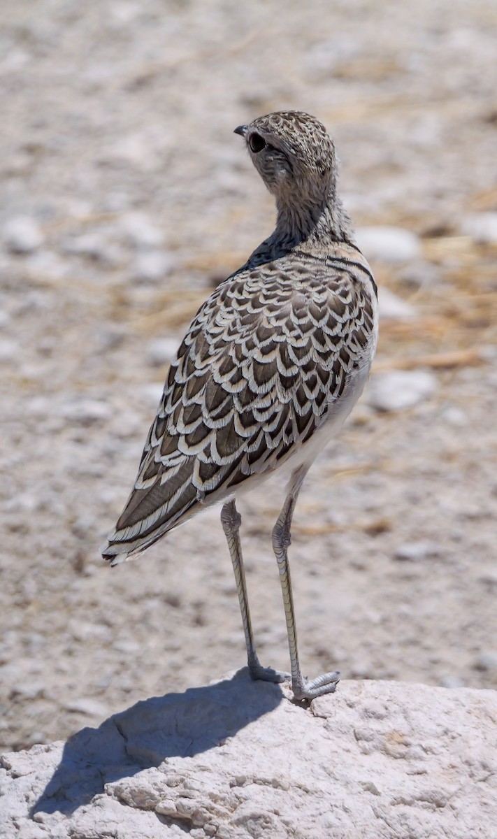 Double-banded Courser - ML645704216