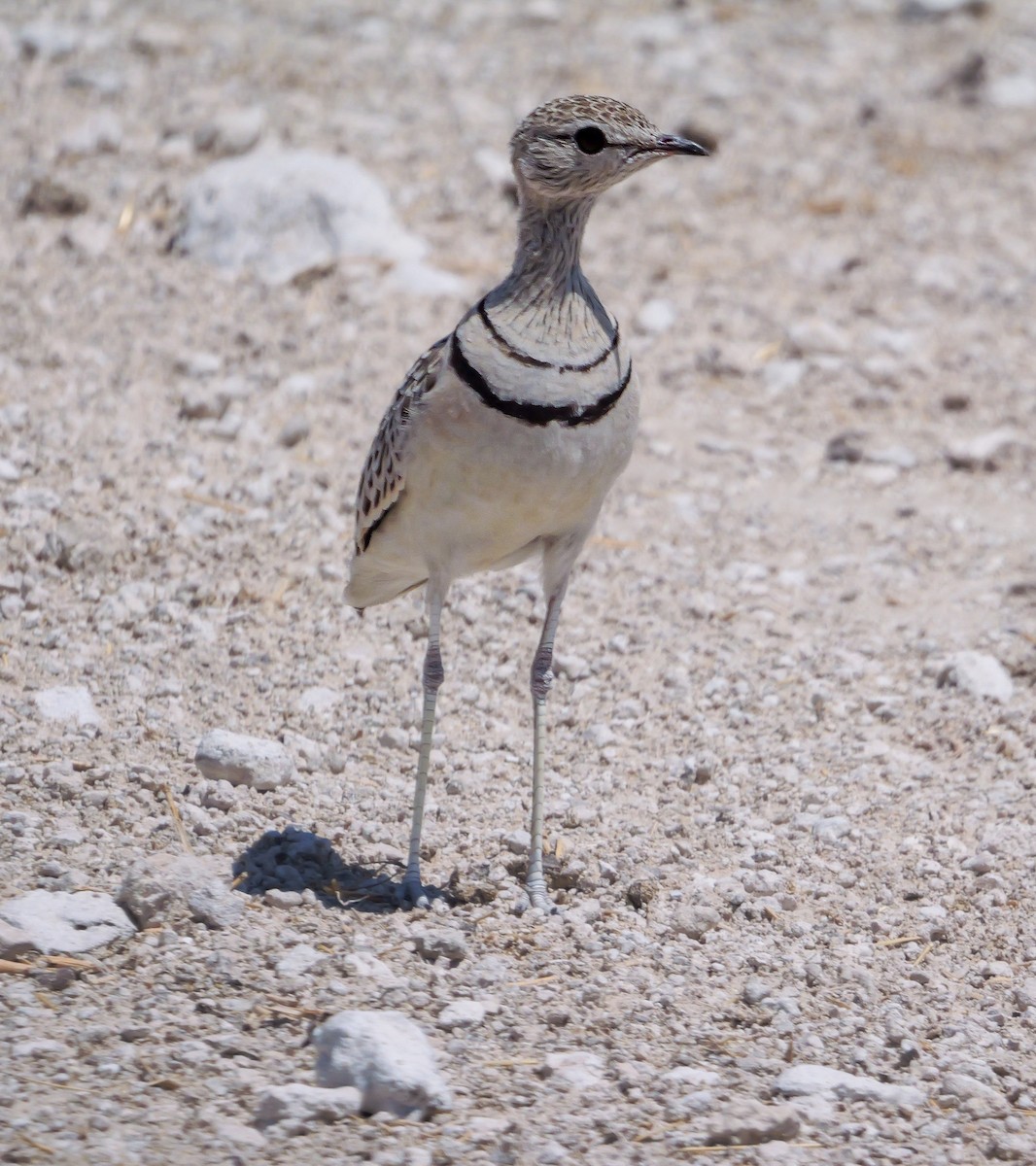 Double-banded Courser - ML645704217