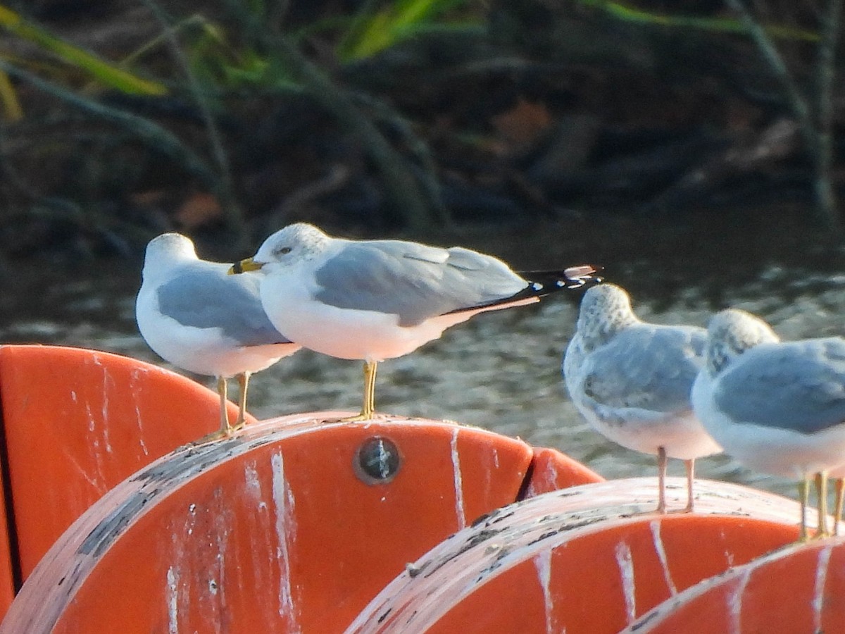 Ring-billed Gull - ML645704218