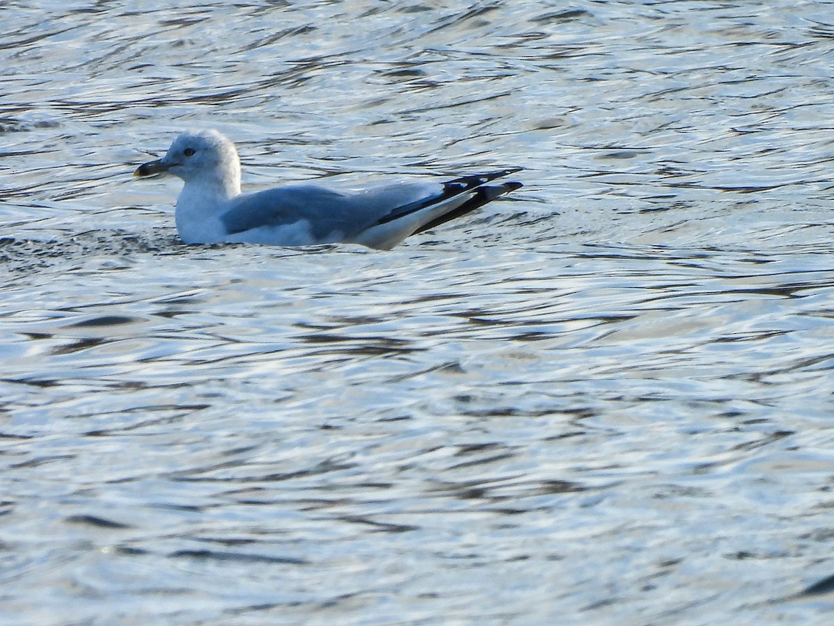 Ring-billed Gull - ML645704220